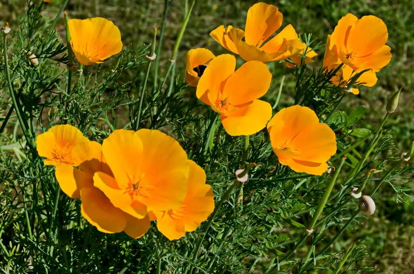 Picturesque Field Beautiful Bright Orange Poppies Official Flower California Sofia — Stock Fotó