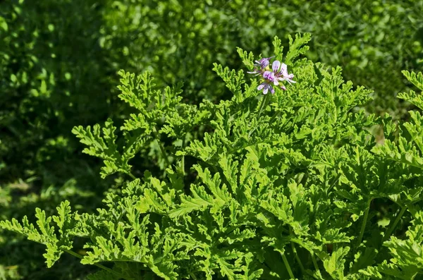 Pelargonium Graveolens Citronella Geranium Flowers Blooms Green Leaves Sofia Bulgaria — Stock Fotó