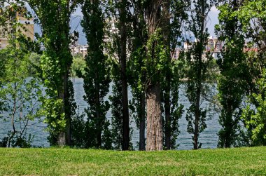 Bahar bir taze yeşil ağaçlar ve Gölü yerleşim bölgesinde Drujba, Sofia, Bulgaristan