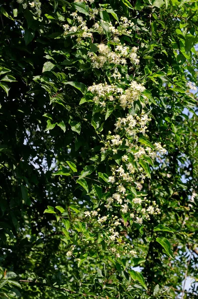 White Flowers Old Beard Clematis Vitalba Bush Sofia Bulgaria — Fotografia de Stock