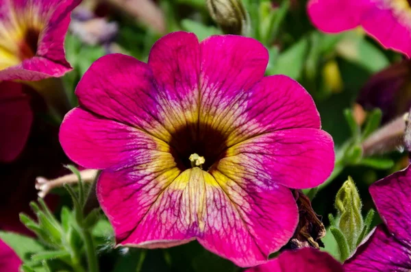 Blooming Pink Petunia Public Garden Sofia Bulgaria Europe — ストック写真