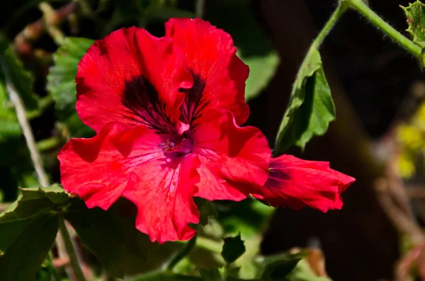 Пеларгоній Або Герань Червоний Колір Близькі Цвітіння Софія Болгарія — стокове фото