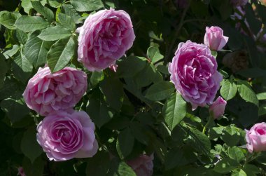 Blooming bush with rosy flowers in the rose garden, Sofia, Bulgaria   