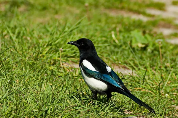 Side View Common Magpie Pica Pica Perched Meadow Sofia Bulgaria — Photo