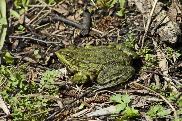 Green Frog Rana Amphibian Basks Sun Park Sofia Bulgaria — Photo