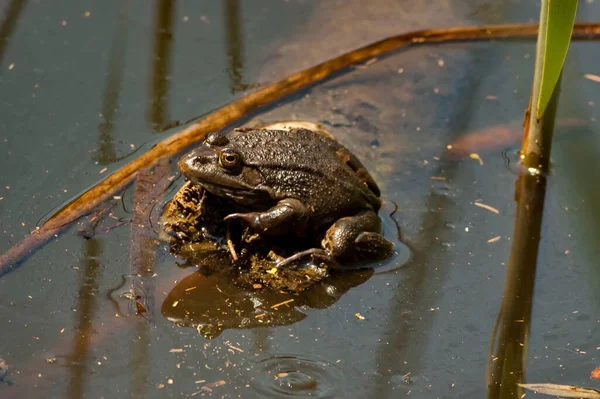 Agile Frog Rana Dalmatina Lake South Park Sofia Bulgaria — Photo