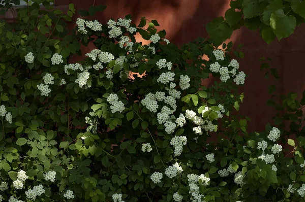 Λευκό Άνθος Του Θάμνου Spiraea Canescens South Park Σόφια Βουλγαρία — Φωτογραφία Αρχείου