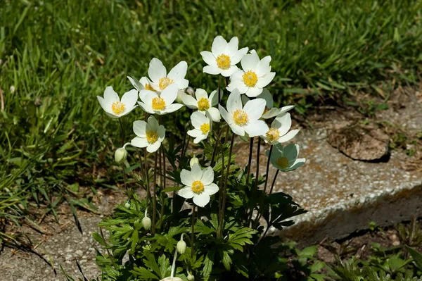 Background of blossoming white wood anemones, anemone nemorosa or anemone sylvestris flower in sunny forest, Sofia, Bulgaria