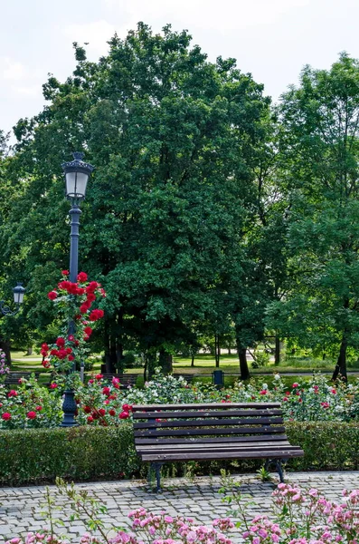 Parte Jardim Rosas Com Belos Arbustos Flor Bancos Madeira Para — Fotografia de Stock