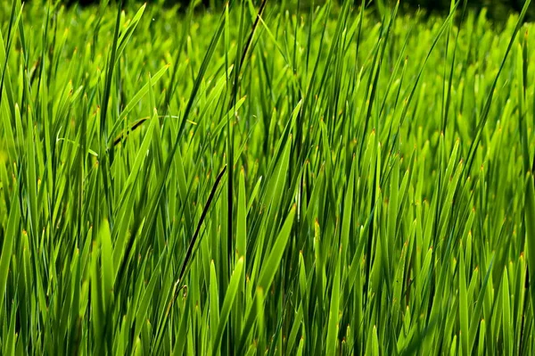 Вид Естественное Зеленое Поле Дикой Травы София Болгария — стоковое фото