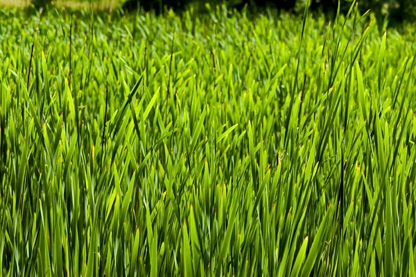 Вид Естественное Зеленое Поле Дикой Травы София Болгария — стоковое фото