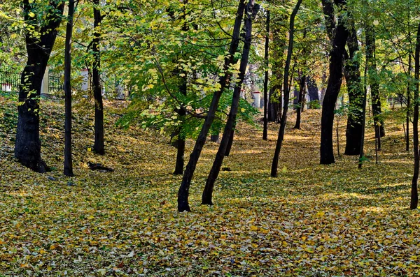 Uma Floresta Outono Colorida Com Belas Árvores Ramificadas Com Muitas — Fotografia de Stock