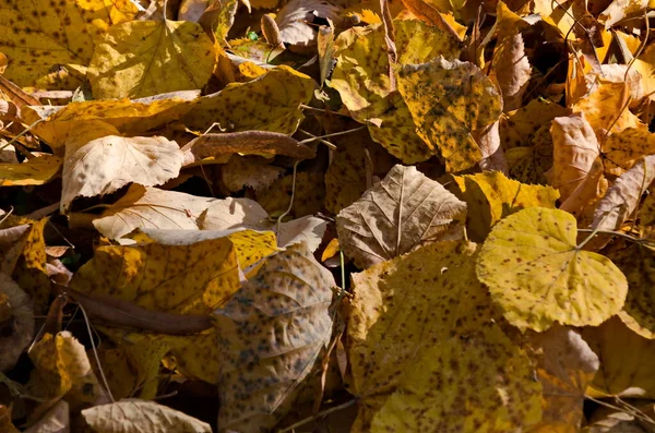 Fundo Folhas Amarelas Caídas Uma Floresta Outono Sofia Bulgária — Fotografia de Stock