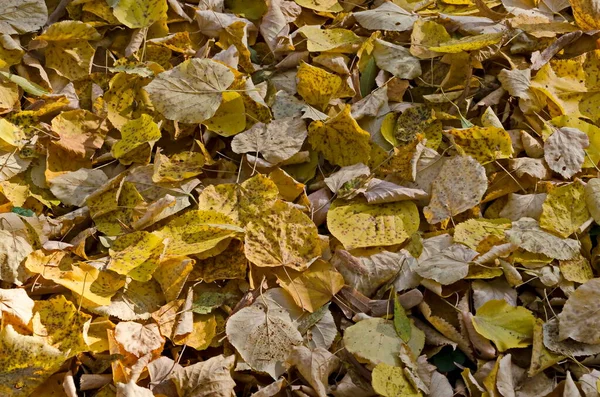 Fundo Folhas Amarelas Caídas Uma Floresta Outono Sofia Bulgária — Fotografia de Stock