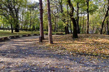 Rengarenk bir sonbahar ormanı, çok sayıda sarı, yeşil ve kahverengi yapraklı güzel dallanan ağaçlar, bazıları bolca dinlenmek için zemin ve yer kaplamış, Sofya ve Bulgaristan 