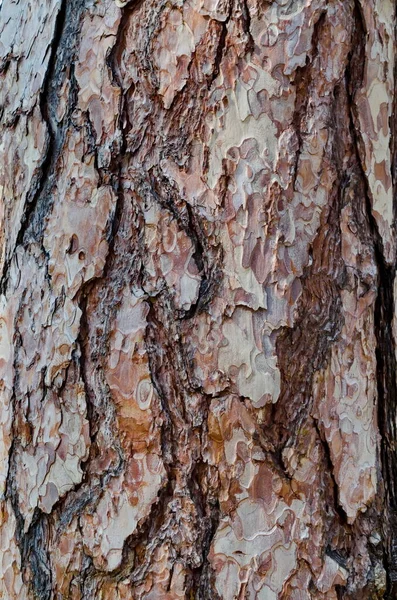 Close Van Een Dennenboom Met Details Van Ruwe Schors Sofia — Stockfoto