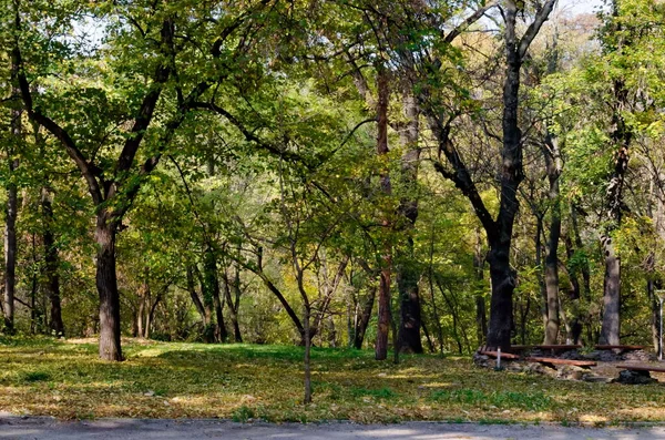 Barevný Podzimní Les Krásnými Větvemi Stromů Mnoha Žluté Zelené Hnědé — Stock fotografie