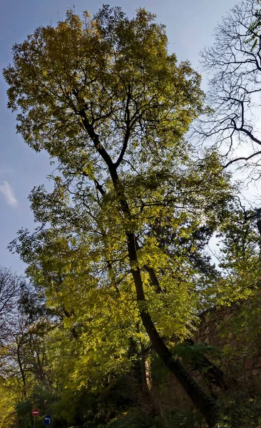 Vista Las Copas Colorido Bosque Otoñal Con Hermosos Árboles Ramificados —  Fotos de Stock