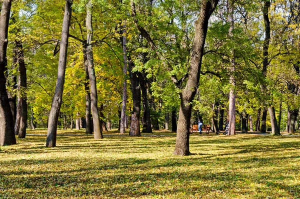 Ein Bunter Herbstwald Mit Wunderschön Verzweigten Bäumen Mit Vielen Gelben — Stockfoto
