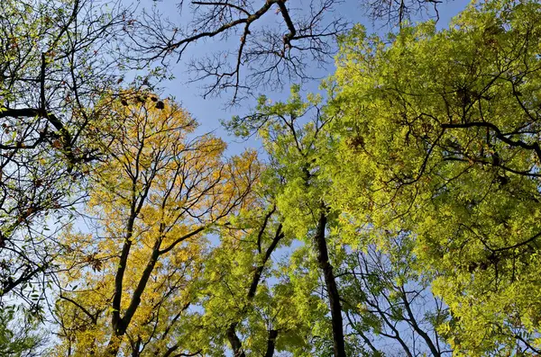 Vista Dos Topos Uma Floresta Outono Colorida Com Belas Árvores — Fotografia de Stock