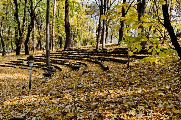 Anfiteatro Improvisado Perene Uma Floresta Outono Colorido Com Árvores Ramificadas — Fotografia de Stock