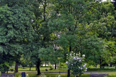 Part of a rose garden with beautiful bushes with white flowers, Sofia, Bulgaria   