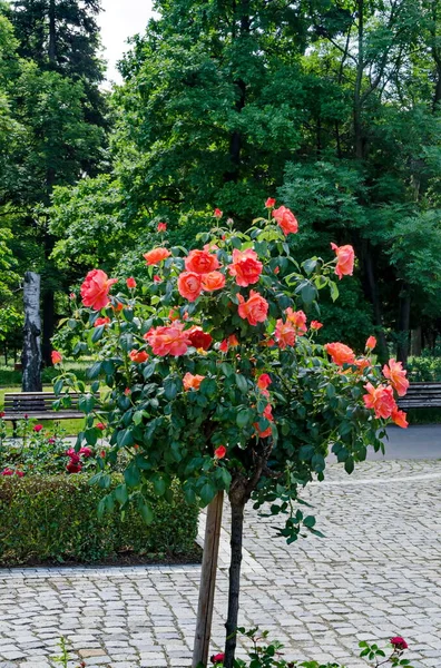 Parte Jardín Rosas Con Hermosos Arbustos Con Flores Rosadas Sofía — Foto de Stock