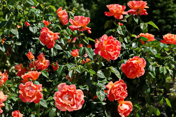 Blooming Bush Rosy Flowers Rose Garden Sofia Bulgaria — Stock fotografie