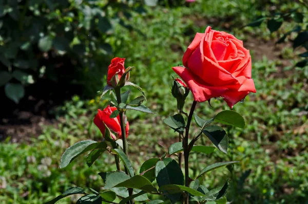 Blühender Strauch Mit Roten Blüten Rosengarten Sofia Bulgarien — Stockfoto