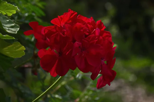 Крупный План Пеларгония Гераниума Красным Цветком София Болгария — стоковое фото