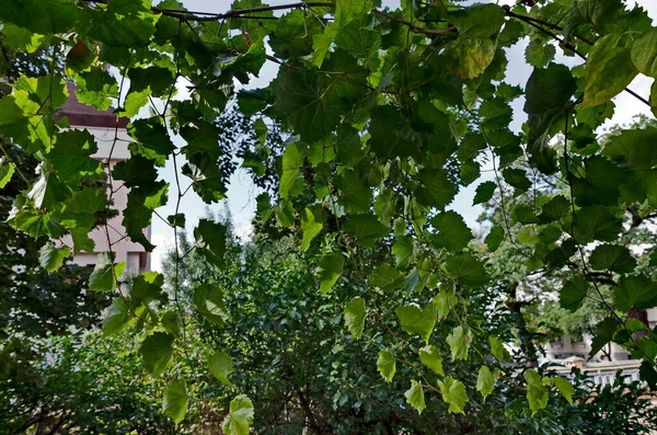 Natural Sun Protection Grape Vine Grown Next South Facing Balcony — Stock Photo, Image