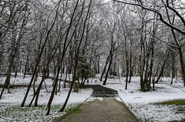 Magnetiska Vinter Scen Skogen Täckt Med Snö Park Sofia Bulgarien — Stockfoto