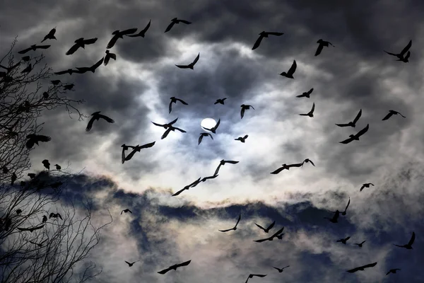 Black ravens at night — Stock Photo, Image