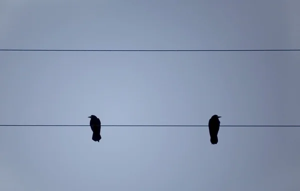 Madár sorakozott fel a telefonvonal ellen, blue sky — Stock Fotó