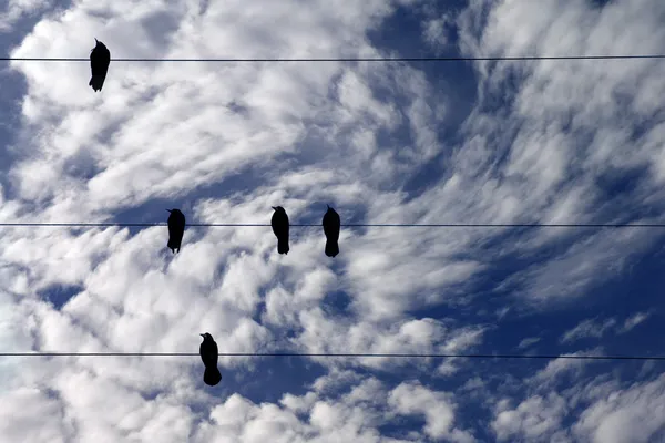 Pájaros alineados en líneas telefónicas contra el cielo azul — Foto de Stock