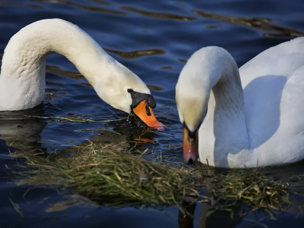 Two white beautiful swans in love swimming on water — Stock Photo, Image