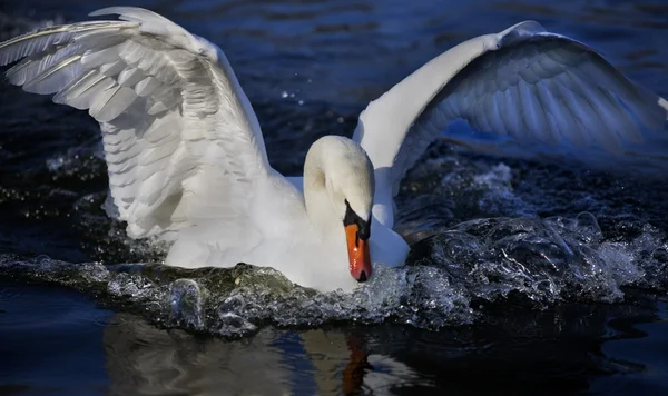 Beautiful swan is swimming — Stock Photo, Image