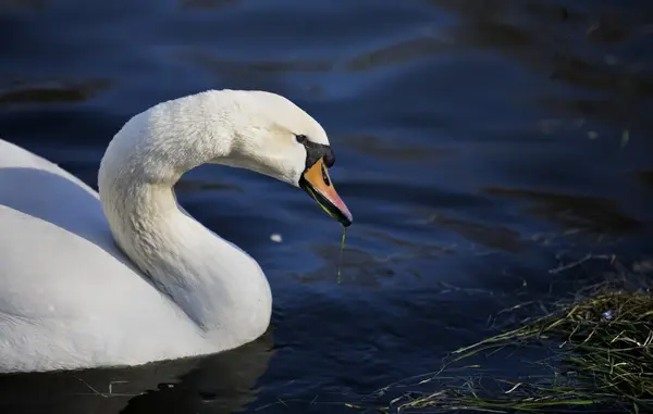 Beautiful swan is swimming — Stock Photo, Image