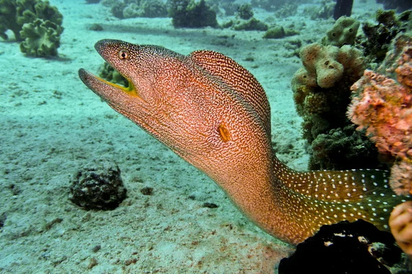 yellowmouth moray yılan balığı, red sea, Mısır