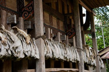 domuz jaws ev dekorasyon