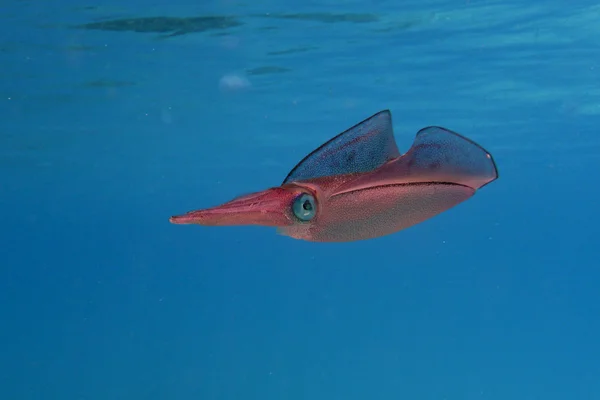 Sepya, red sea, Mısır