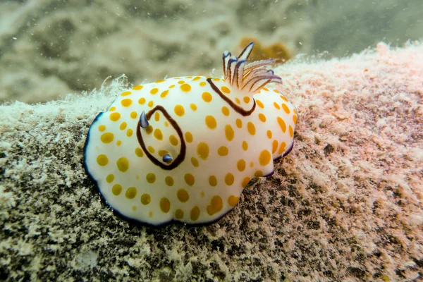 Nudibranca nel Mar Rosso, Egitto — Foto Stock