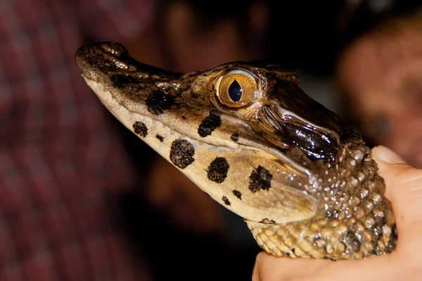 Juvenil caiman, amazonas, peru