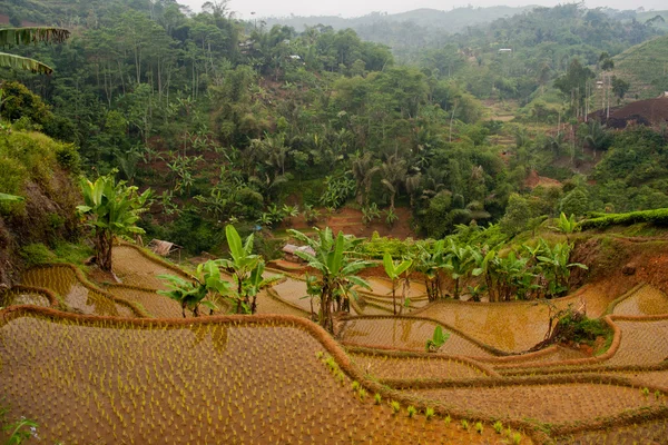 Terrases рису в Java, Індонезії — стокове фото