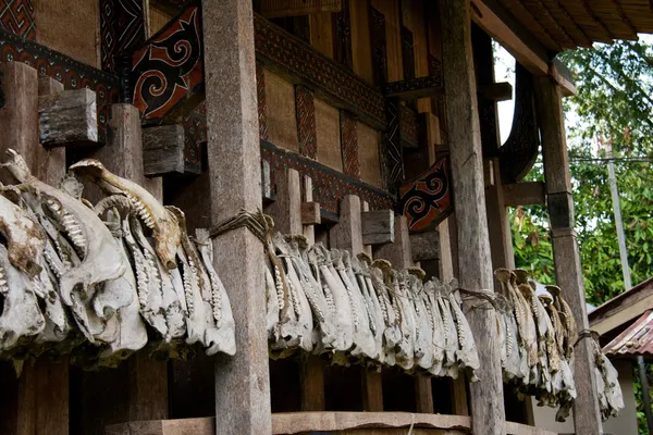 domuz jaws ev dekorasyon