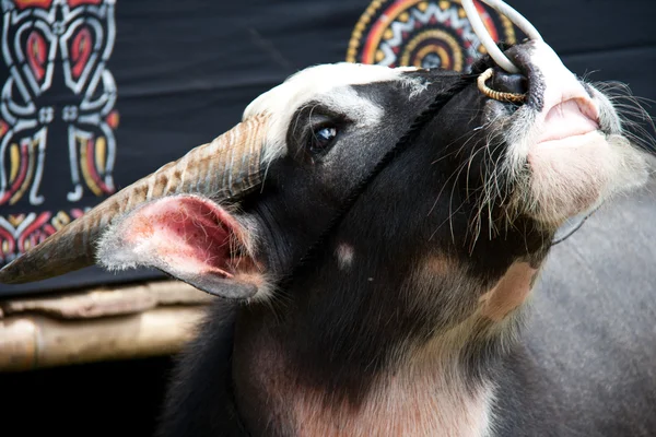 sacrified bekleyen buffalo