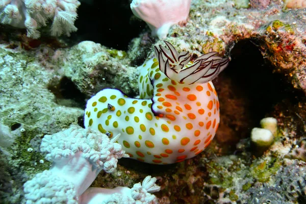 Nudibranca nel Mar Rosso, Egitto — Foto Stock