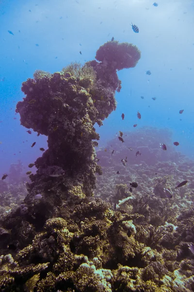 mercan ve güneş ışığı, red sea, Mısır