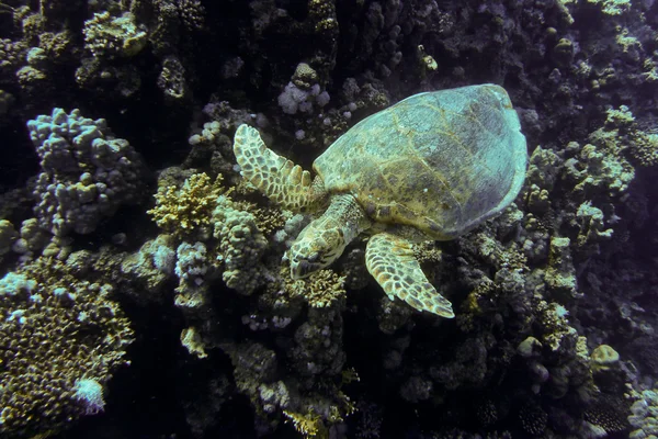 Natation des tortues de mer, Mer Rouge, Egypte — Photo