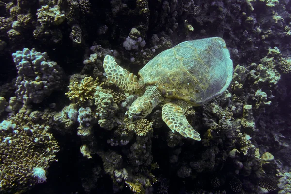 Tengeri teknőst úszni, Red Sea, Egyiptom — Stock Fotó